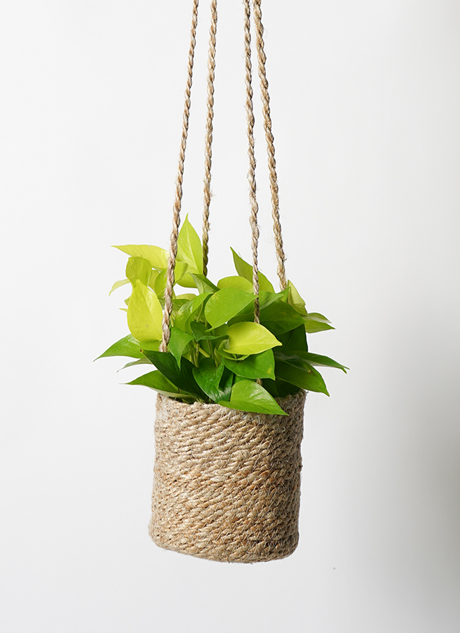 pothos-1164_1.jpg?1670387956