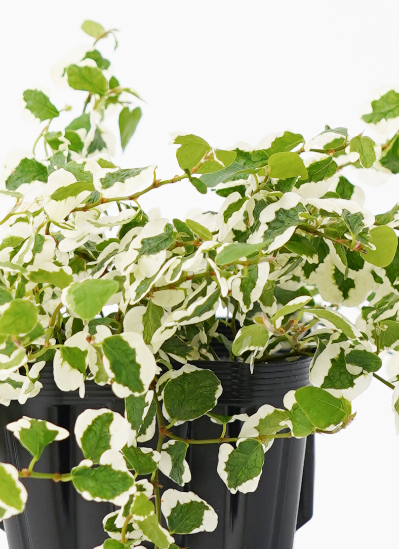 観葉植物 フィカス プミラ 3号 サニーホワイト コットンプラント
