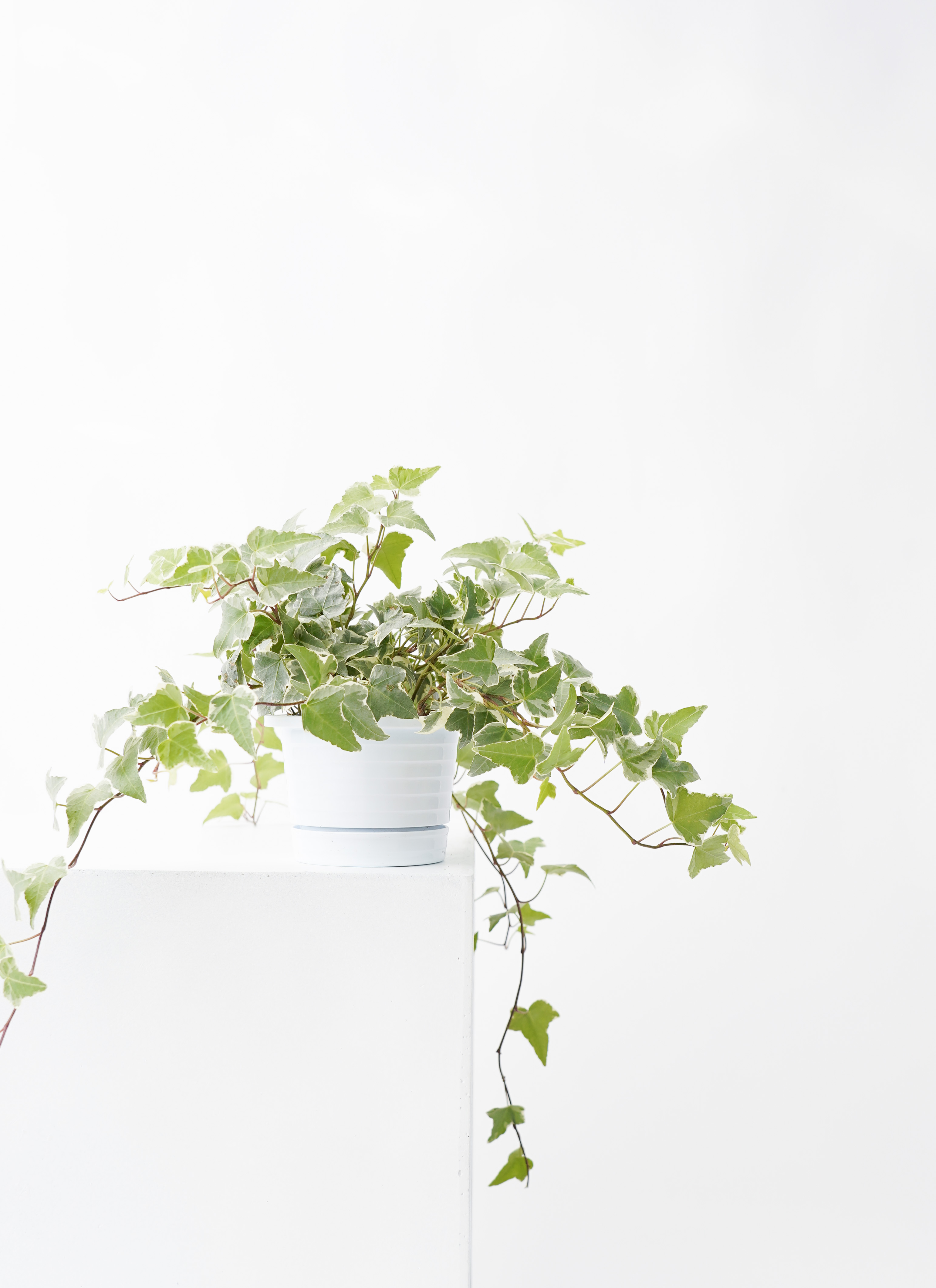 ハンギング植物 ヘデラ（アイビー） 4号 白斑入り プラスチック鉢 
