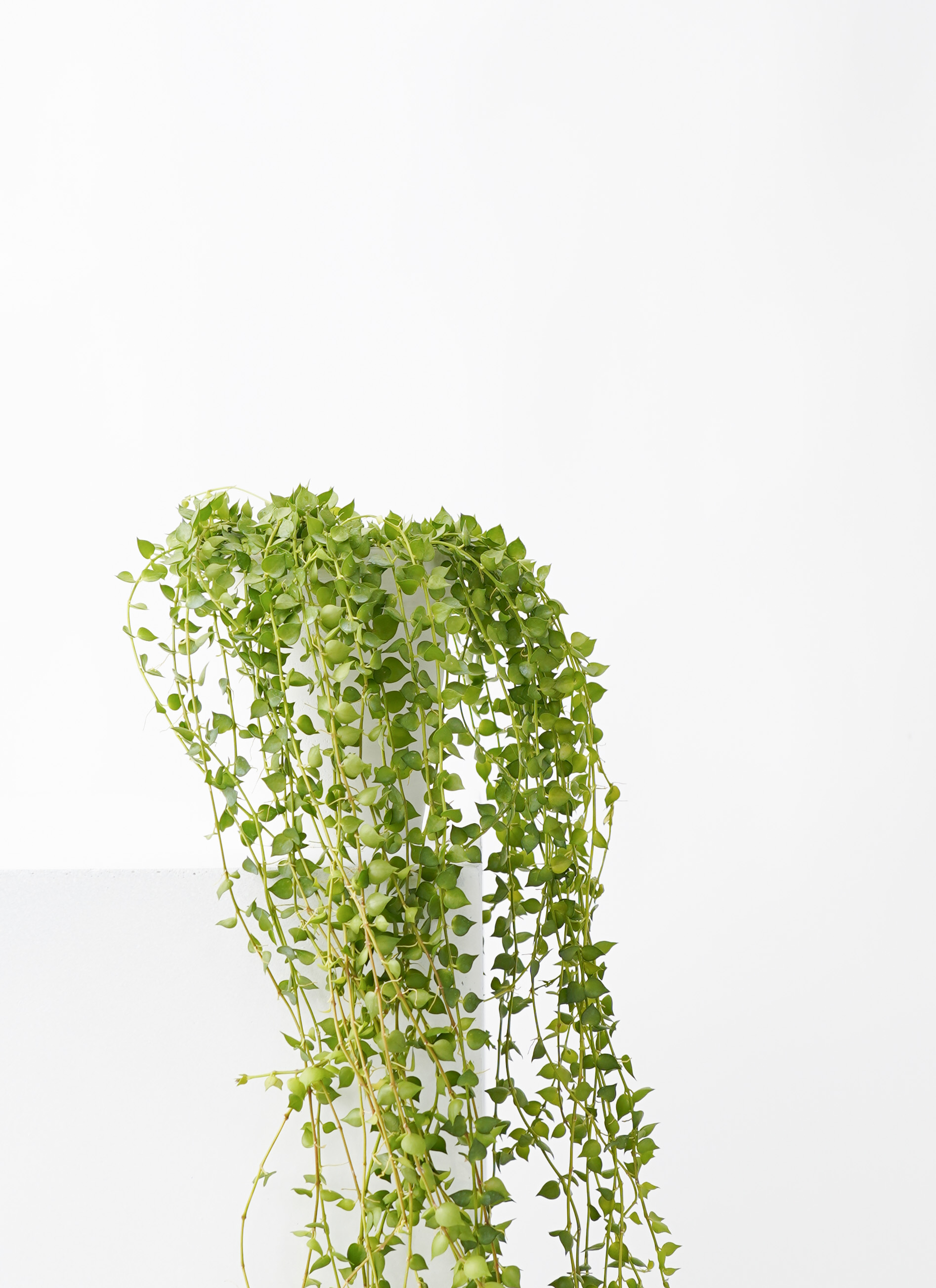 dischidia-6_1.jpg?1670568446