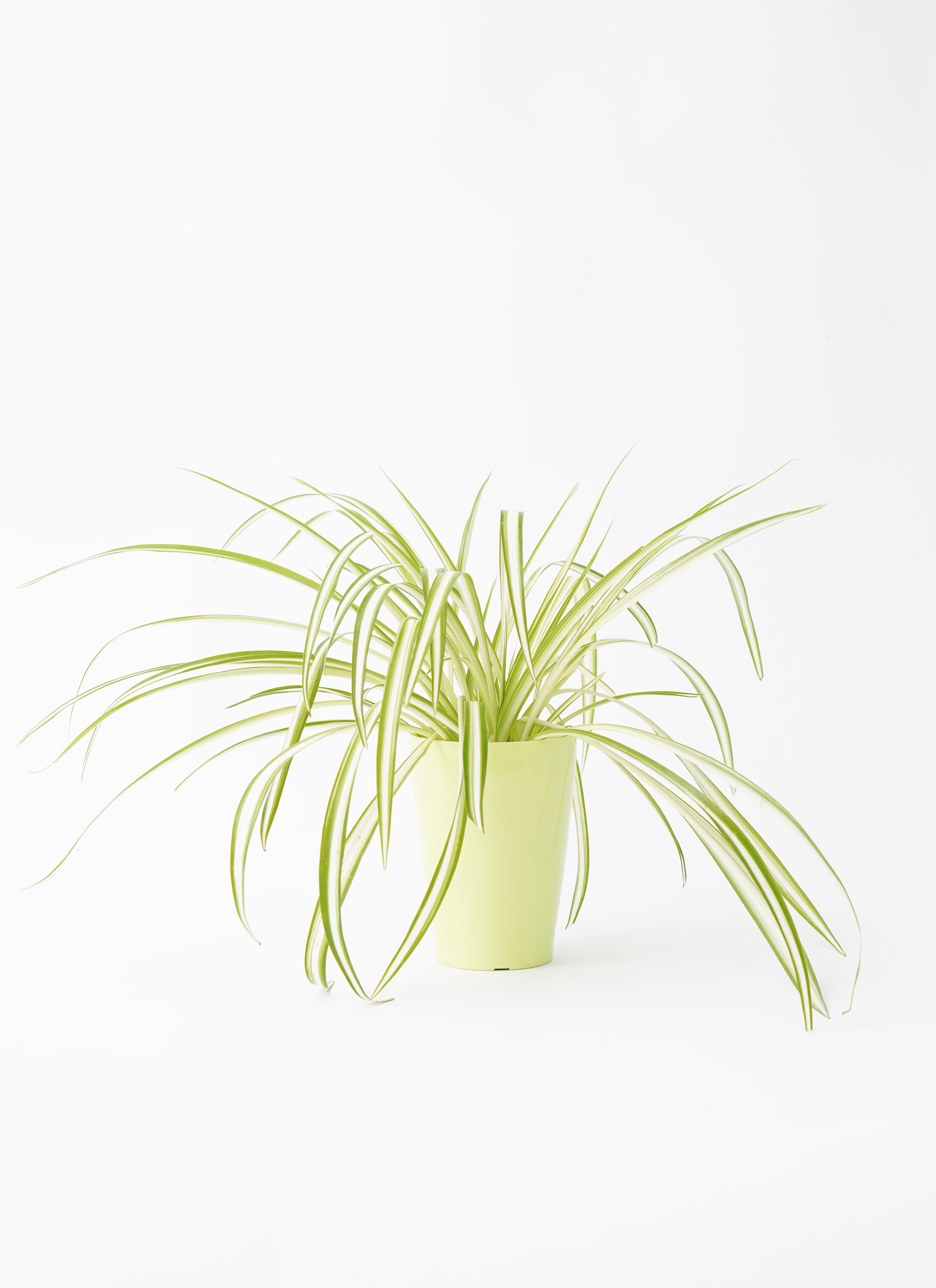 ハンギング植物 オリヅルラン 4号 プラスチック鉢 | 観葉植物なら