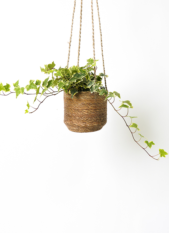 観葉植物 ヘデラ（アイビー） 4号 黄斑入り ホグラ草 バスケット