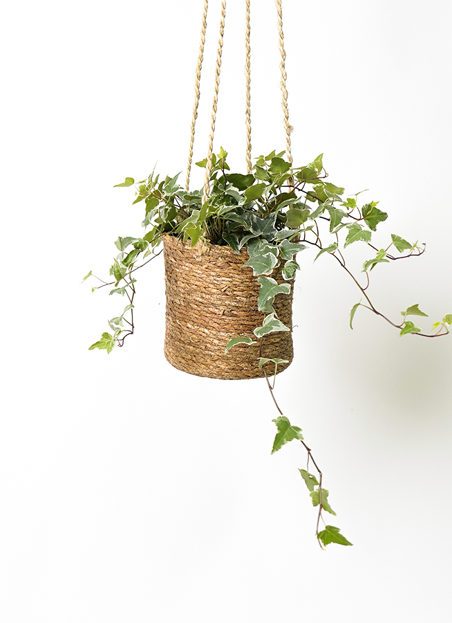 観葉植物 ヘデラ（アイビー） 4号 白斑入り ホグラ草 バスケット