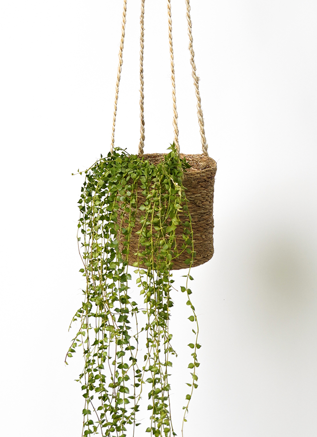 草の木、ホタルにて 観葉植物 ディスキディア 4号 ノーマル ホグラ草 バスケット