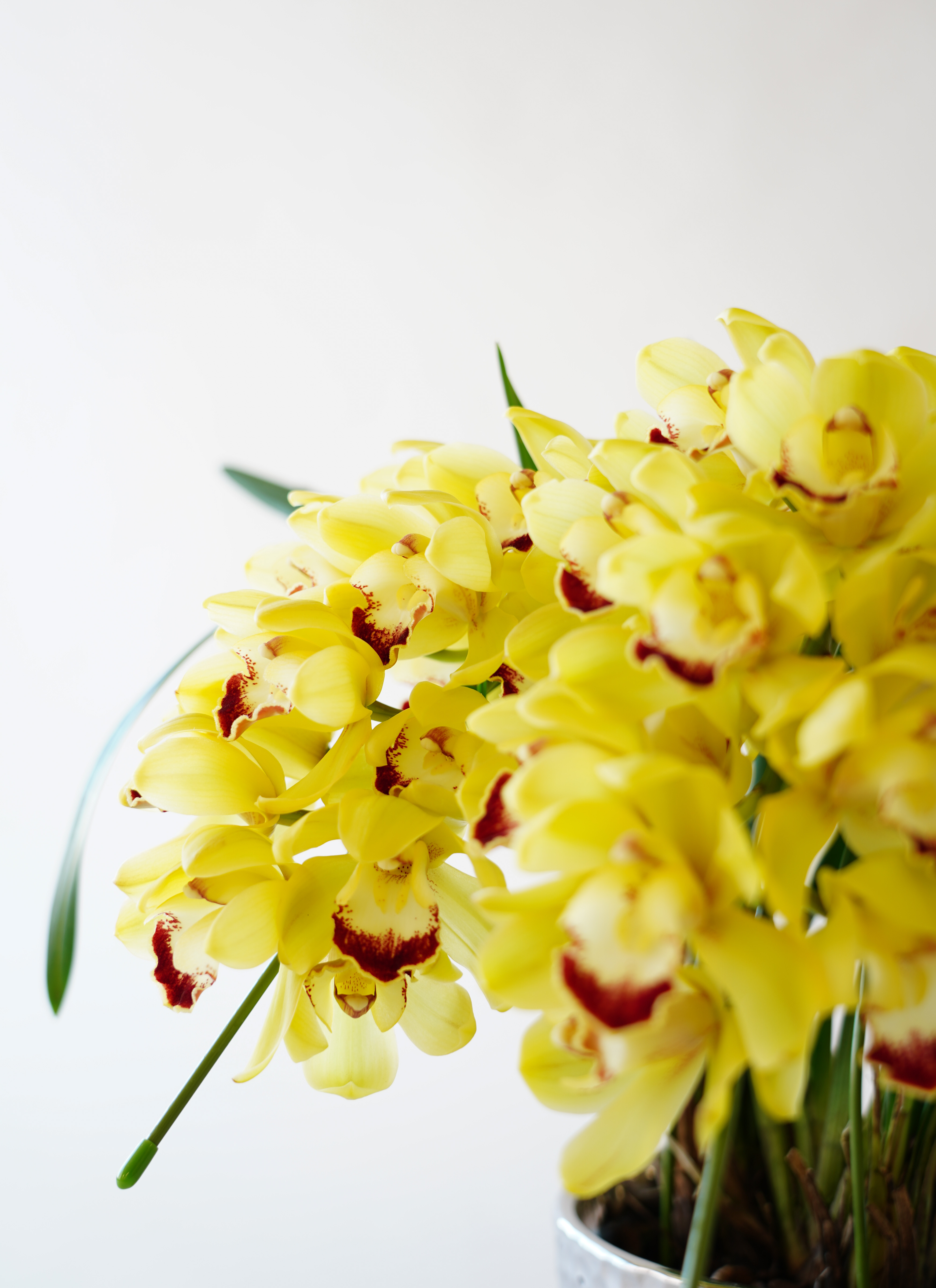 産地直送 シンビジウム イエロー 2本立ち オリジナル鉢／三重 サノ