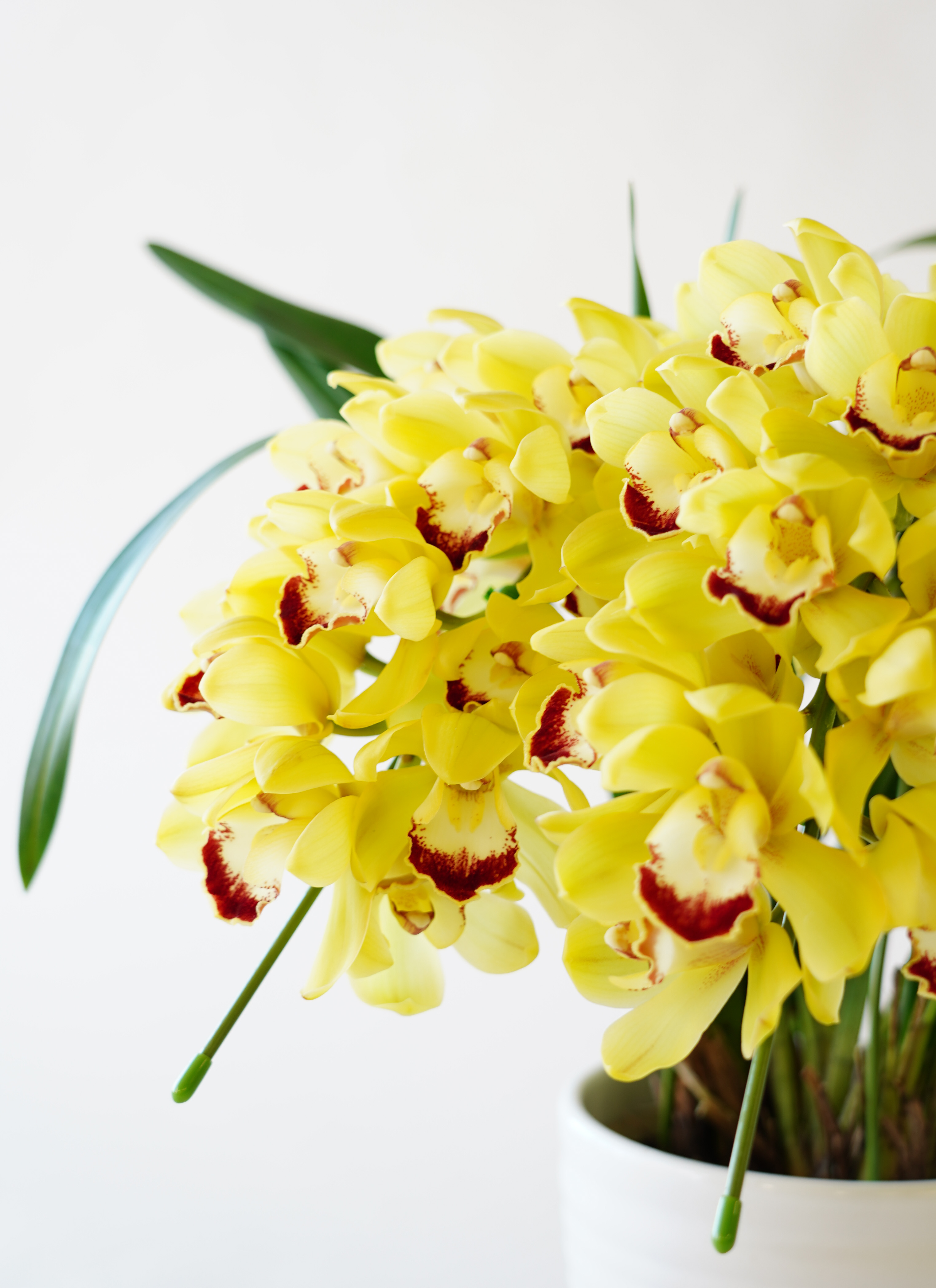 産地直送 シンビジウム イエロー 2本立ち 陶器鉢／三重 サノオーキッド