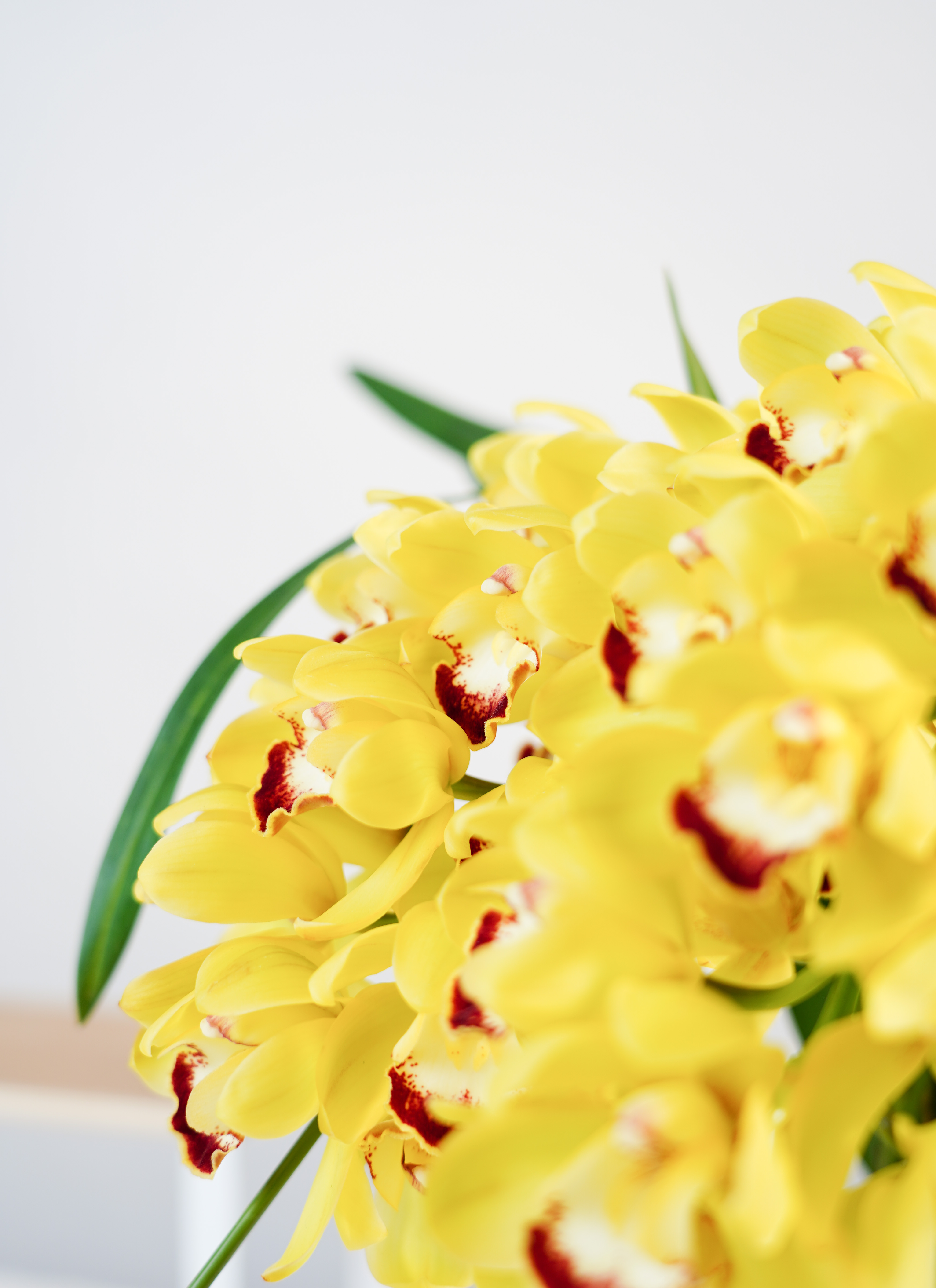 産地直送 シンビジウム イエロー 2本立ち 陶器鉢／三重 サノオーキッド