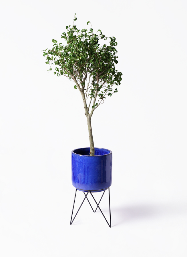 観葉植物 フィカスベンジャミン 8号 シタシオン ビトロ エンデカ