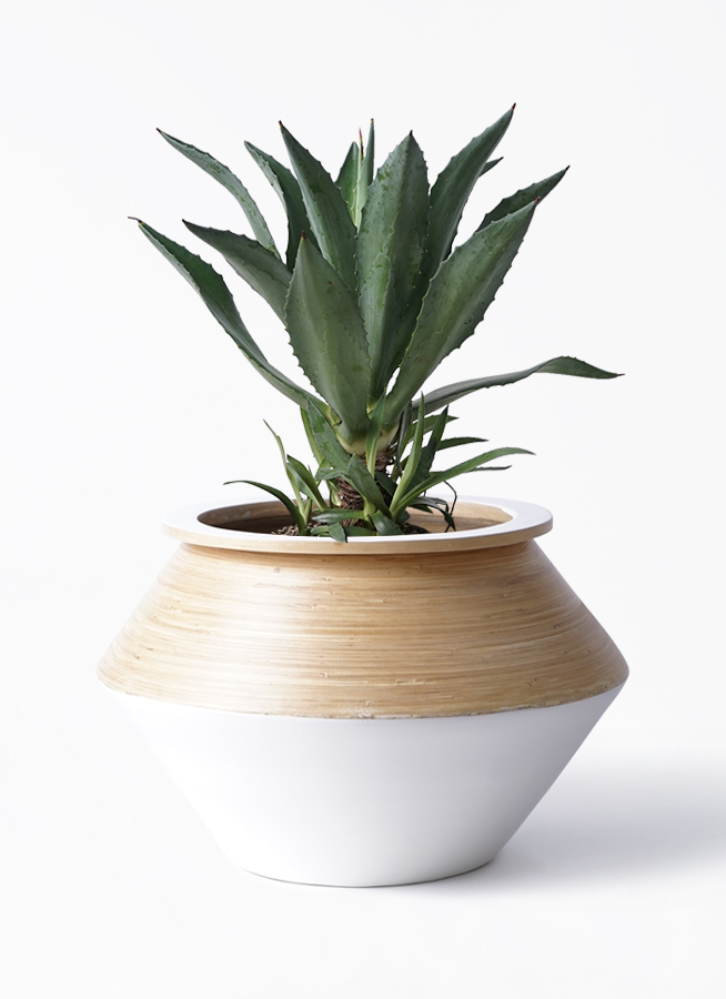 観葉植物 アオノリュウゼツラン 8号 アメリカーナ アルマジャー 白