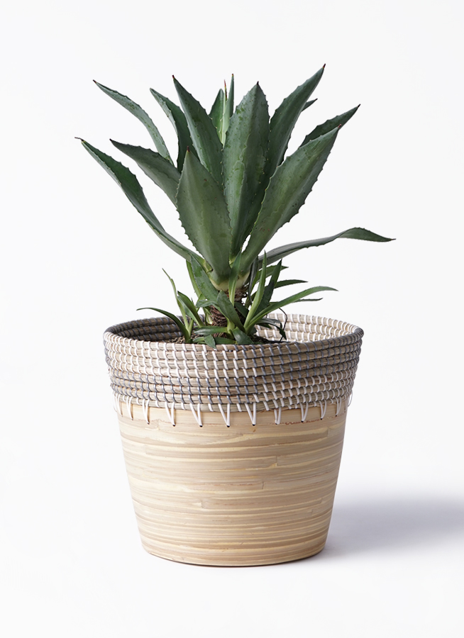 観葉植物 アオノリュウゼツラン 8号 アメリカーナ アルマ コニック 白