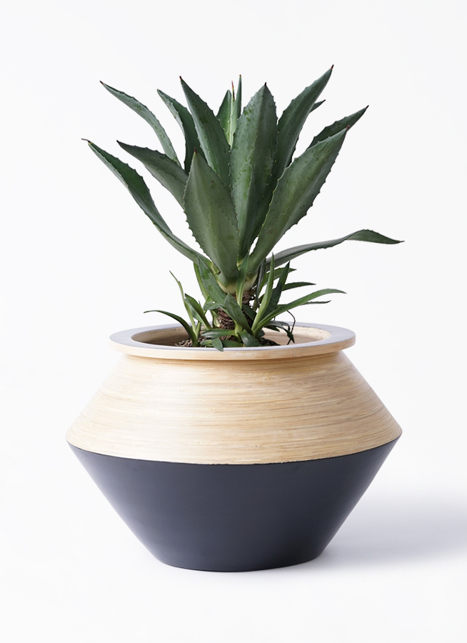 観葉植物 アオノリュウゼツラン 8号 アメリカーナ アルマジャー 黒