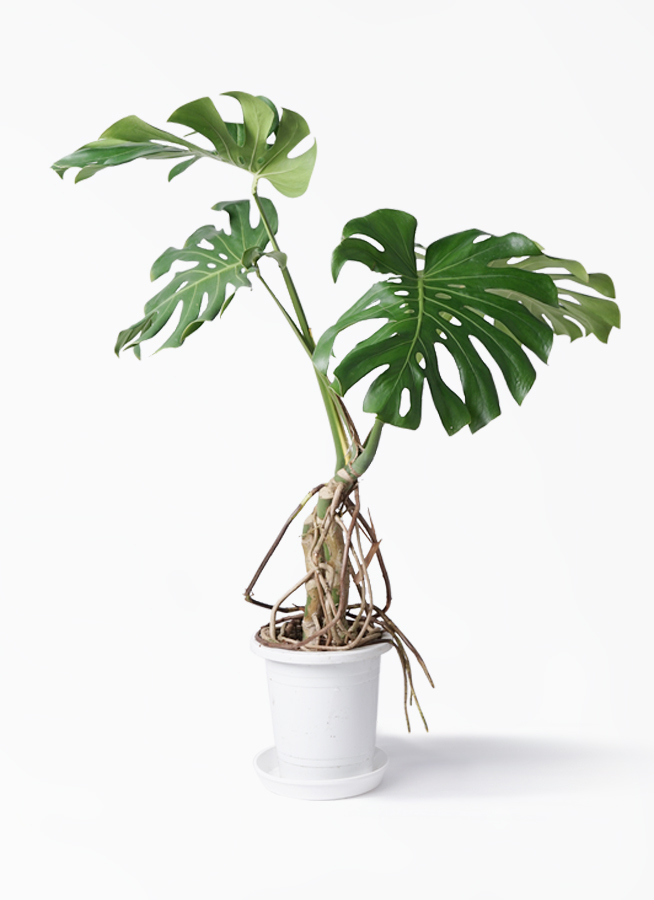 観葉植物 モンステラ 8号 根上り プラスチック鉢 観葉植物ならhitohana ひとはな