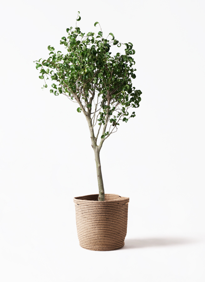 観葉植物 フィカスベンジャミン 8号 シタシオン リブバスケット