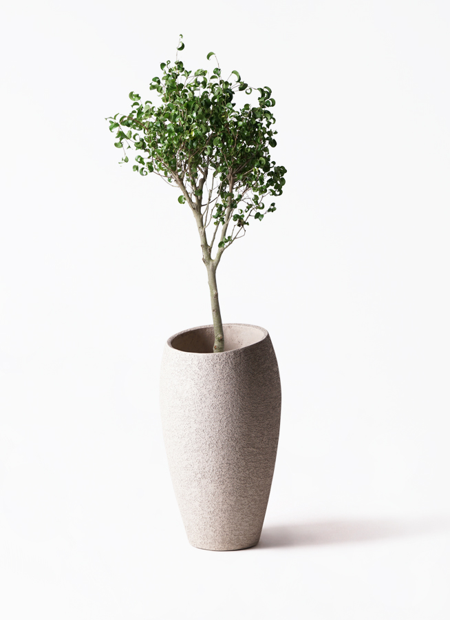 フィカス・ベンジャミナ・シタシオン 斑入り 8号 - 植物と