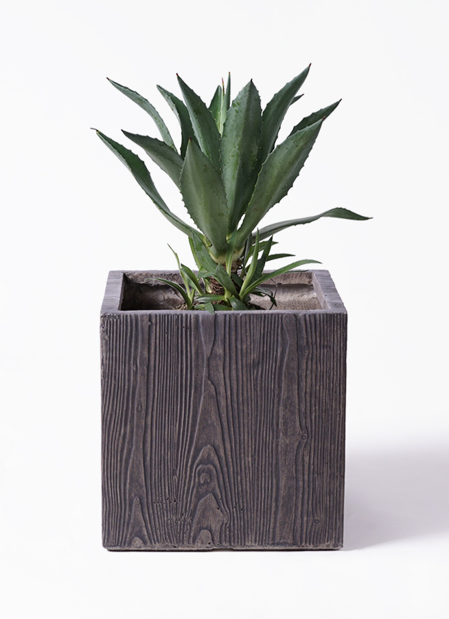 【現品】アガベ・アオノリュウゼツラン　8号　白鉢　（3） 現品】アガベ・アオノリュウゼツラン 8号 白鉢 （3）