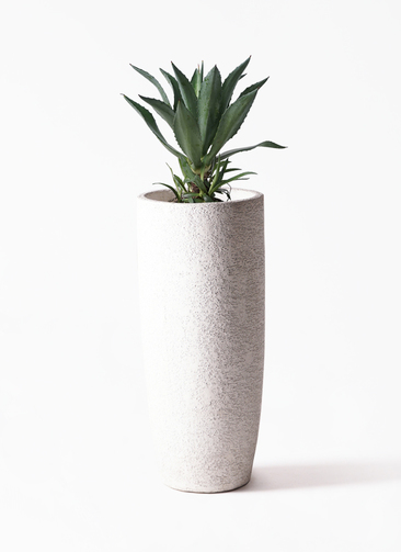観葉植物 アオノリュウゼツラン 8号 アメリカーナ プラスチック