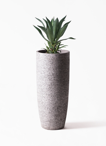 観葉植物 アオノリュウゼツラン 8号 アメリカーナ プラスチック