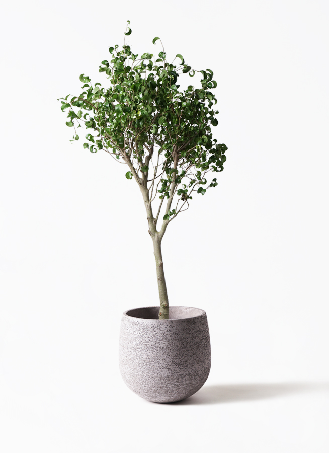 観葉植物 フィカスベンジャミン 8号 シタシオン エコストーン