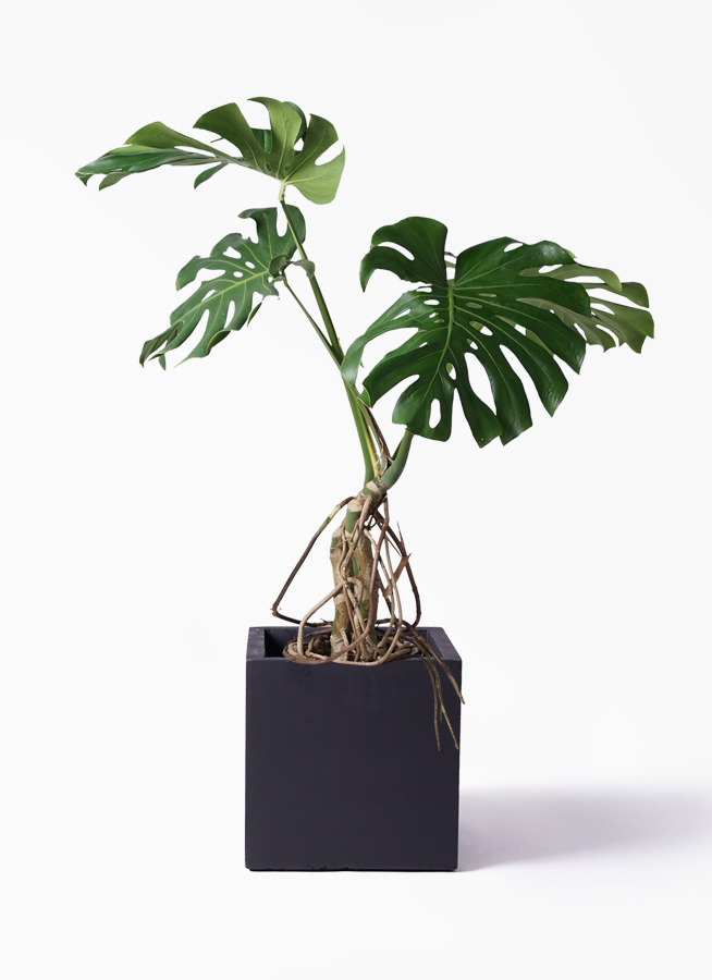 観葉植物 モンステラ 8号 根上り ベータ キューブプランター 黒 付き 観葉植物ならhitohana ひとはな
