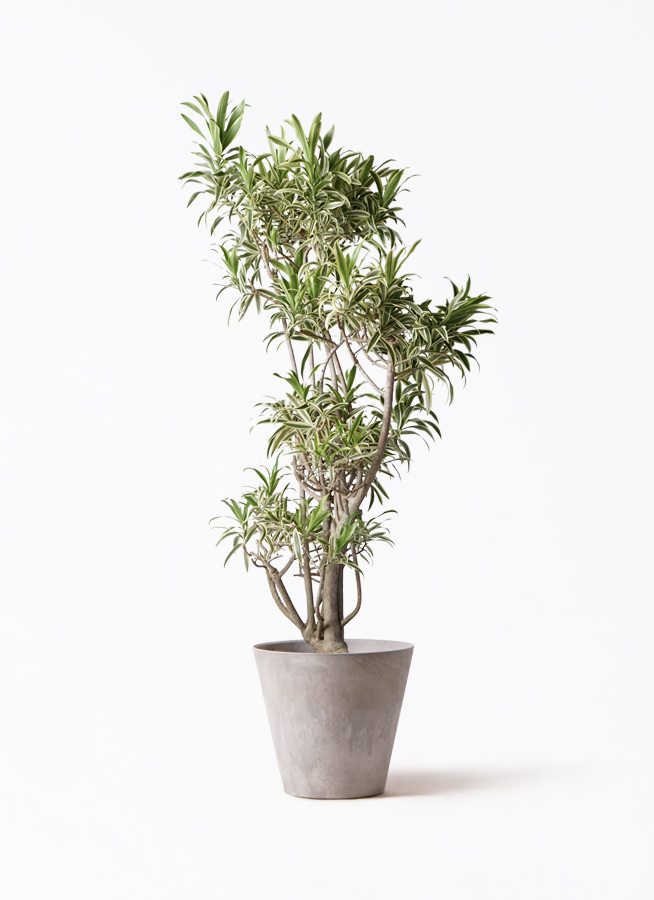 ドラセナ ソング オブ インディア | 観葉植物通販HitoHana(ひとはな)