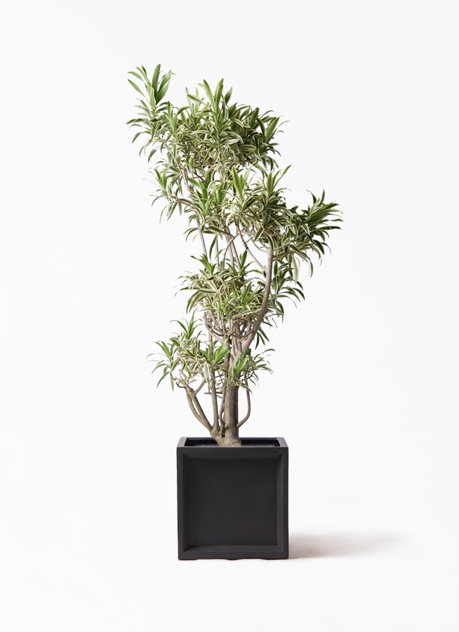 No.3【観葉植物♪】ドラセナ ソングオブインディア♥️約40cm ドラセナ ソングオブインディア 斑入り おしゃれ 観葉植物 : パリ