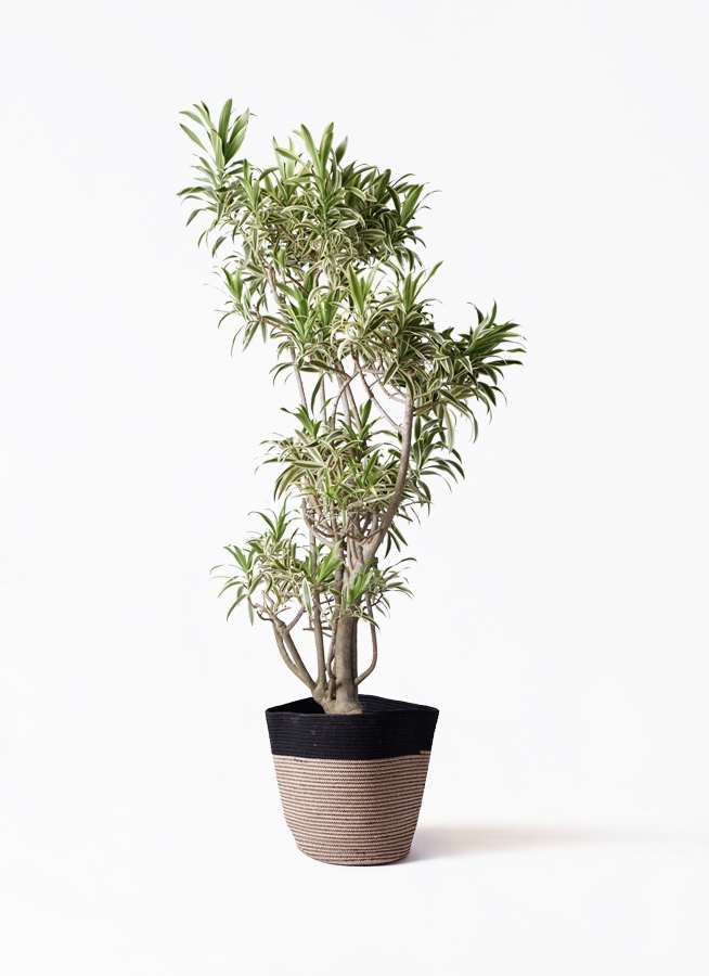 ドラセナ ソング オブ インディア | 観葉植物通販HitoHana(ひとはな)