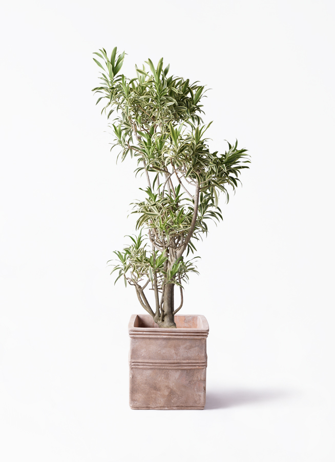 観葉植物 ドラセナ ソング オブ インディア 8号 テラアストラ