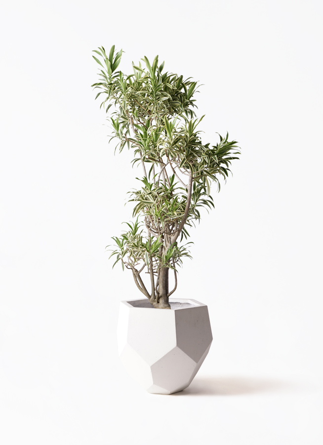 観葉植物 ドラセナ ソング オブ インディア 8号 ポリゴヘクサ 白