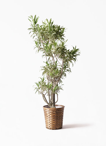 その他観葉植物 ryo 観葉植物 ドラセナ ソング オブ インディア 8号 竹バスケット