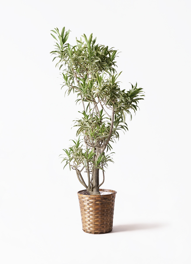ドラセナ ソング オブ インディア | 観葉植物通販HitoHana(ひとはな)