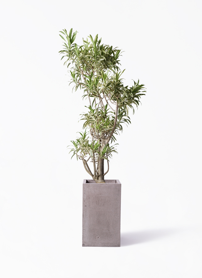 観葉植物 ドラセナ ソング オブ インディア 8号 セドナロング グレイ