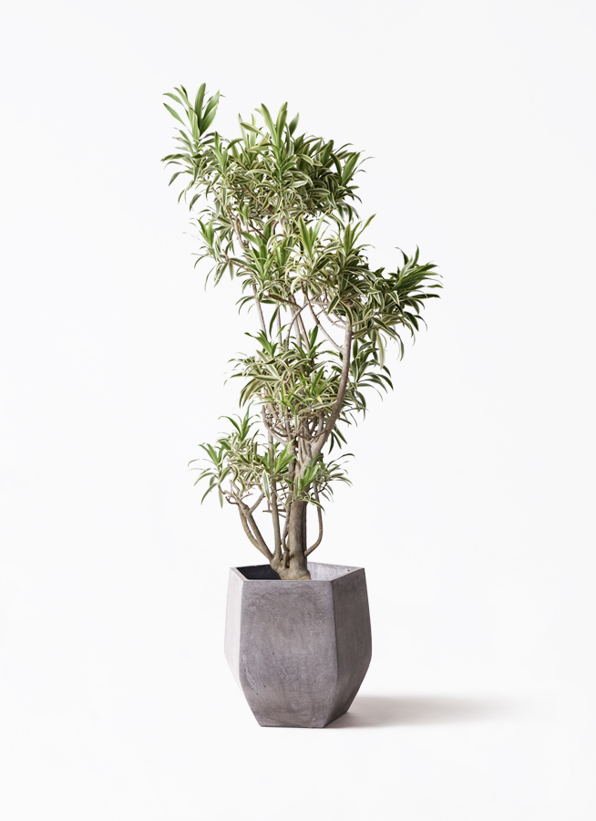 観葉植物 ドラセナ ソング オブ インディア 8号 プラスチック鉢