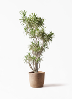 観葉植物 ドラセナ ソング オブ インディア 8号 セドナロング グレイ