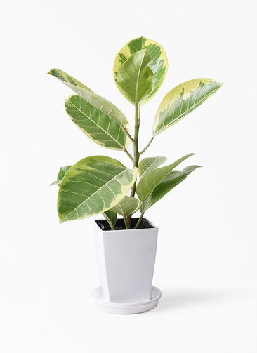 観葉植物 フィカス アルテシーマ 4号 ストレート プラスチック鉢