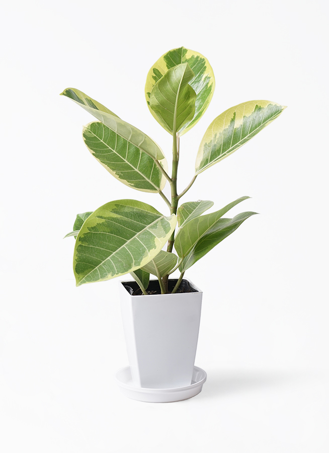 フィカス アルテシーマ プラスチック鉢 観葉植物 観葉植物 フィカス アルテシーマ 4号 ストレート プラスチック鉢
