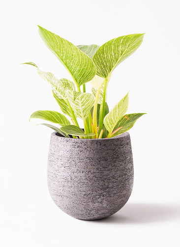 観葉植物 フィロデンドロン 6号 バーキン ラスターポット 付き | 観葉