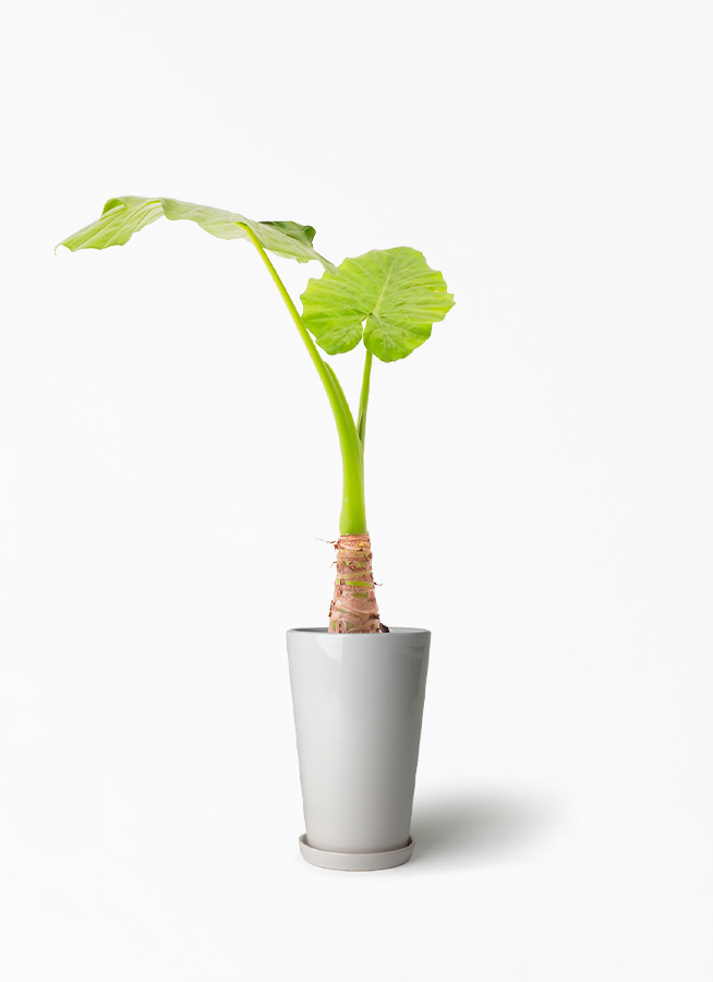 alocasia-707_1.jpg?1672809589