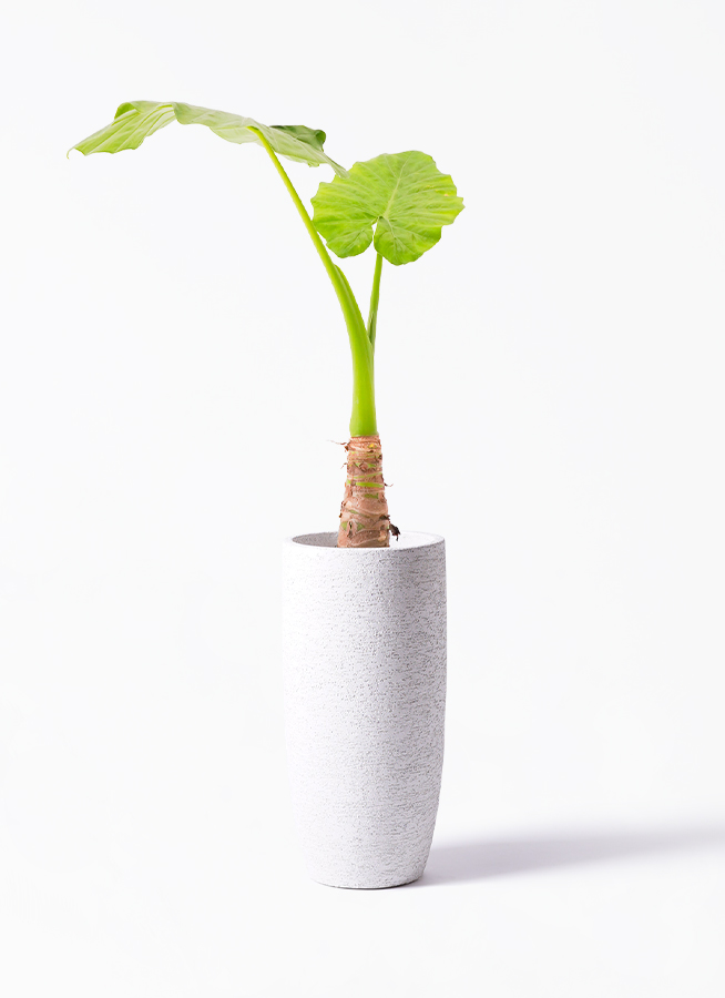 観葉植物 アロカシア 2種セット 観葉植物 アロカシア 6号 オドラ（クワズイモ） レザーポット0