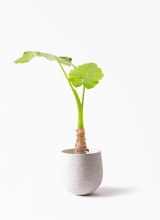 観葉植物 アロカシア 6号 オドラ（クワズイモ） レザーポット0
