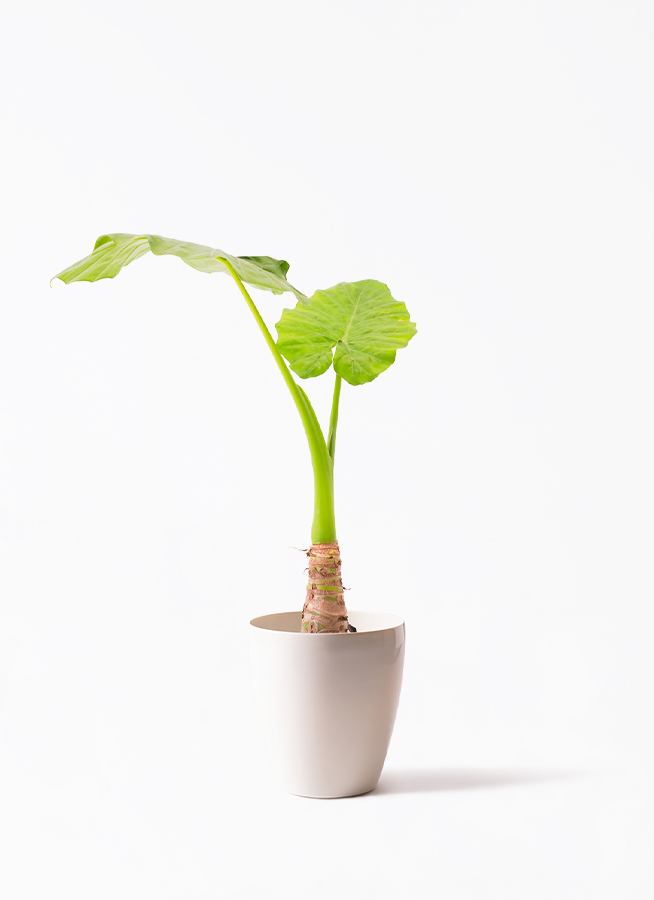 観葉植物 アロカシア 6号 オドラ（クワズイモ） エステリ ピンク