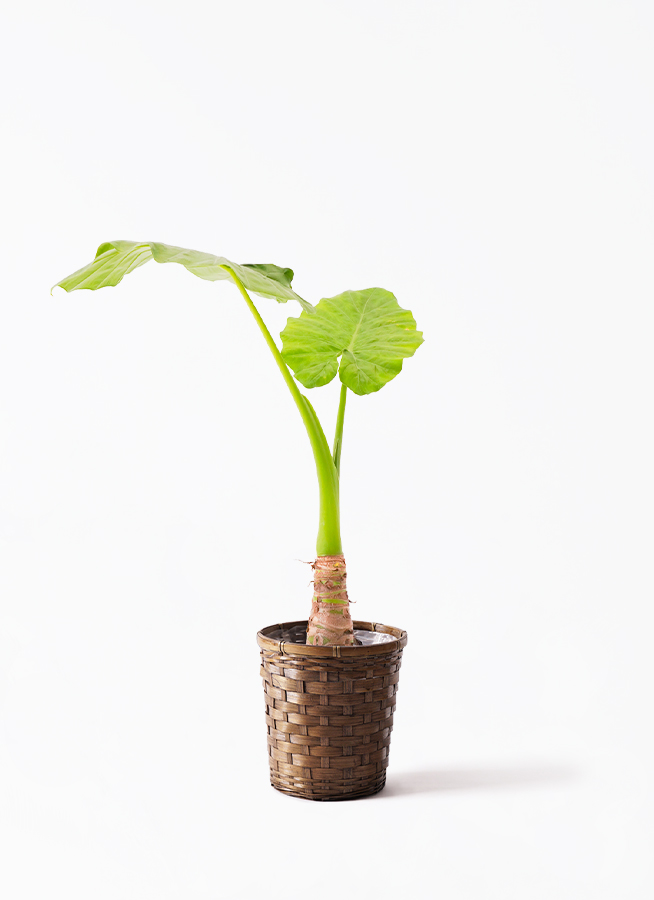 アロカシア6種　バラ売り不可 アロカシア6種 バラ売り不可 アロカシア | 希少植物の販売
