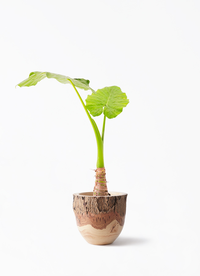 斑入りクワズイモ　大株　アロカシア　オドラ　赤枠1本 斑入り クワズイモ アロカシア オドラ | GREEN LUCK