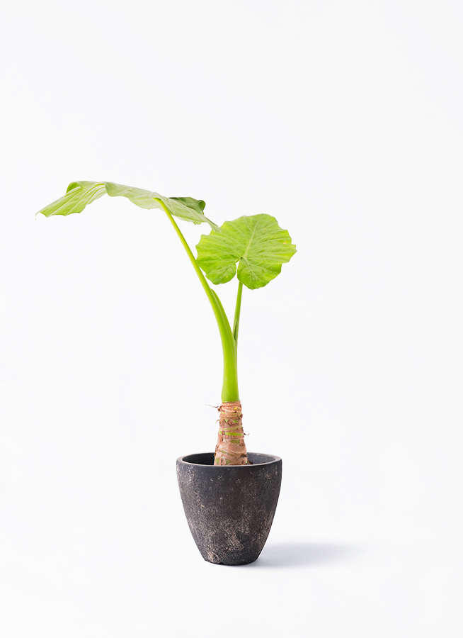観葉植物 アロカシア 6号 オドラ（クワズイモ） レザーポット0