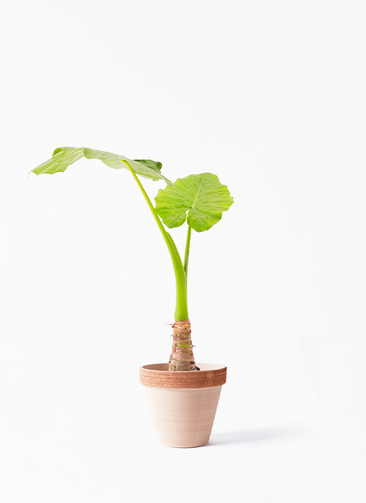 アロカシア　オドラ　(クワズイモ) 幹太　曲がり仕立て　一点モノ　着払い alocasia-667_1.jpg?1672809615