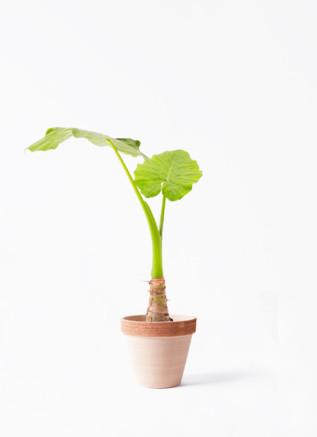 alocasia-667_1.jpg?1672809615