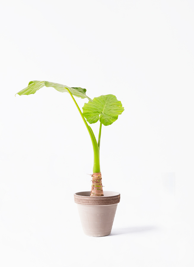 観葉植物 アロカシア 6号 オドラ（クワズイモ） スタンダードポット