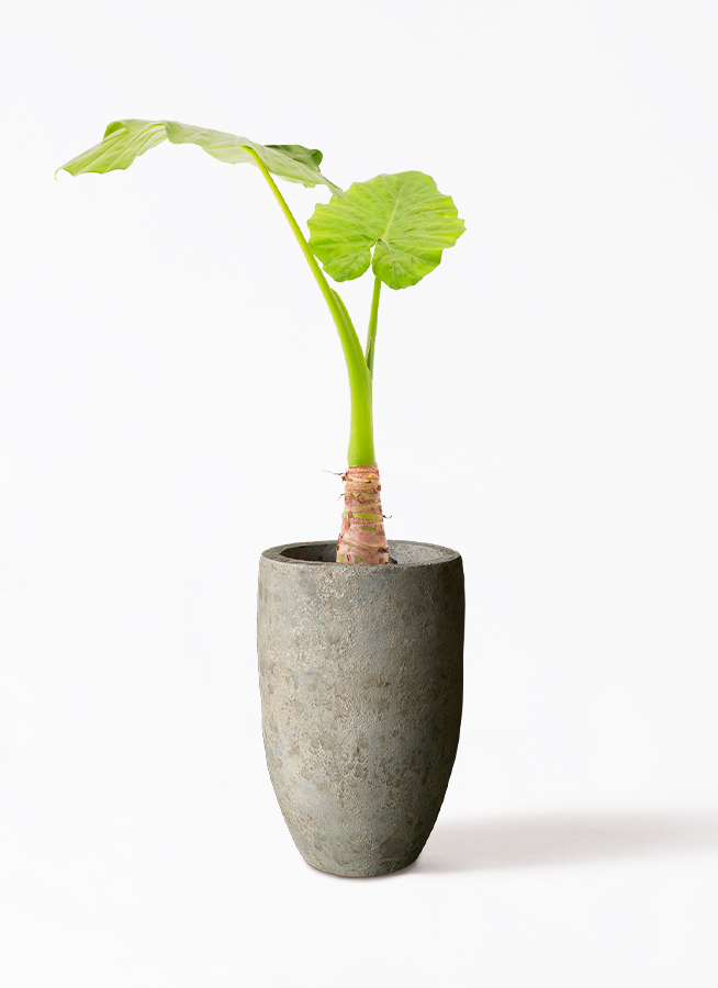 観葉植物 アロカシア 6号 オドラ（クワズイモ） Sheer Pot (シアー