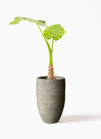 alocasia-688_1.jpg?1672809650