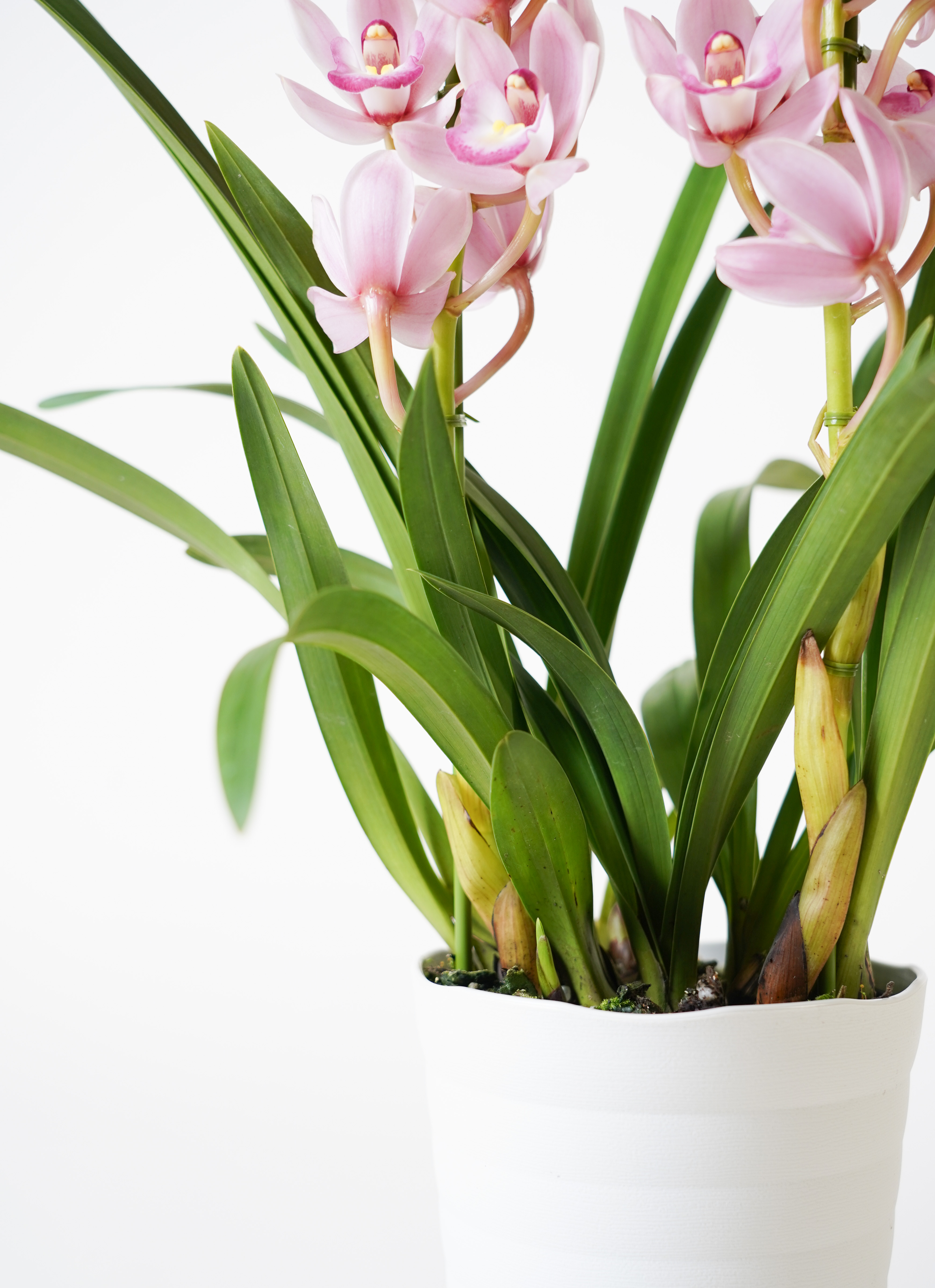 シンビジウム ピンク 鉢花 贈り物 プレゼント Amazon.co.jp: シンビジューム鉢植え 【ピンク色】3本立て ギフトに蘭