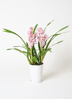 cymbidium-pink-2_1.jpg?1672977829